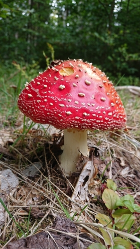 Fly Agaric
