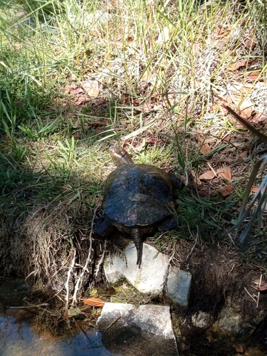 Mediterranean Turtle