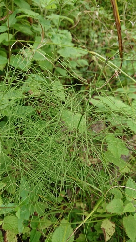 wood horsetail