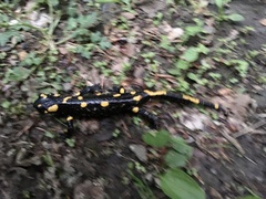 Salamandra salamandra