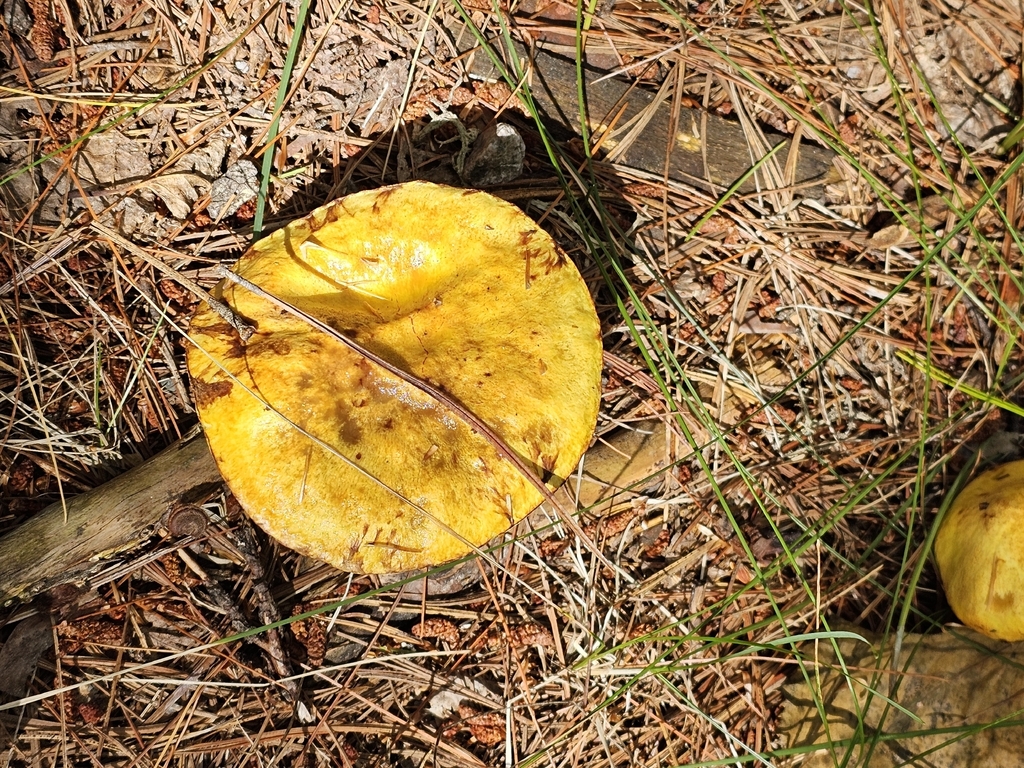 Chicken Fat Mushroom · September 2026 · photo: Photo: (c) Norma Malinowski, some rights reserved (CC BY) · iNaturalist