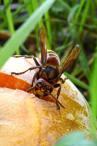 European Hornet