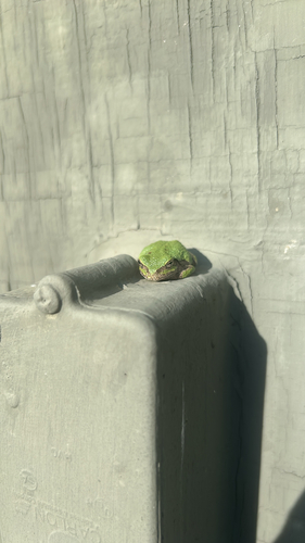 Gray Treefrog