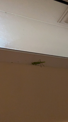 Tettigoniidae