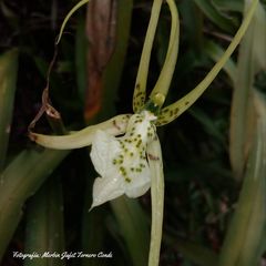Brassia verrucosa
