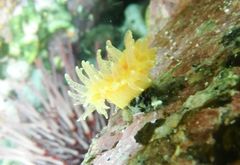 Caryophyllia alaskensis