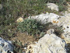 Takhtajaniantha crispa