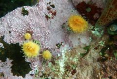 Caryophyllia alaskensis