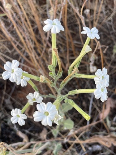Nicotiana velutina, 2026-09-14