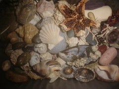 Aequipecten tehuelchus