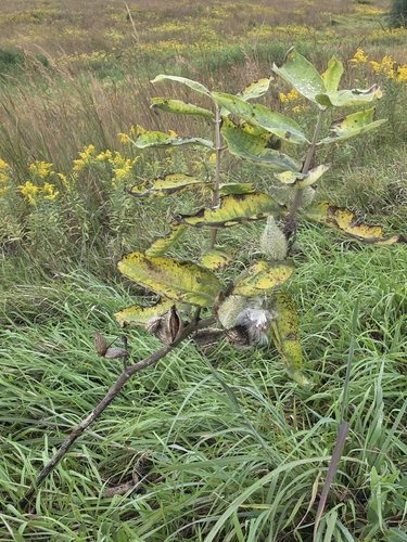 common milkweed