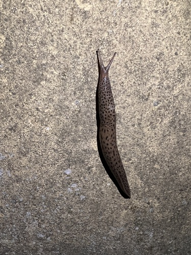 Leopard Slug