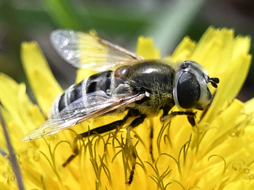 Yellow-shouldered Drone Fly