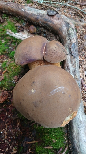 Bay Bolete
