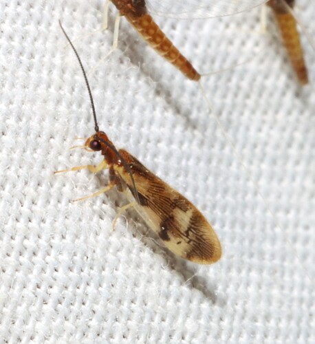 Climacia areolaris