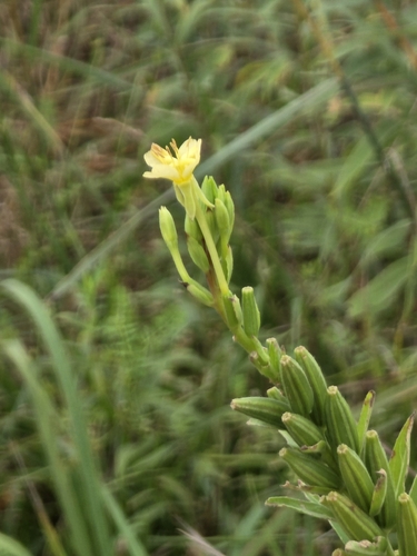 common evening-primrose