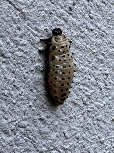 Poplar Leaf Beetle