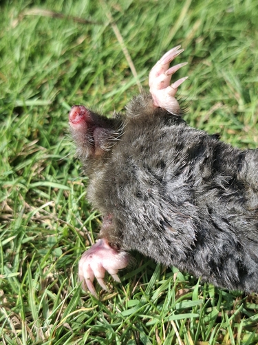 European Mole
