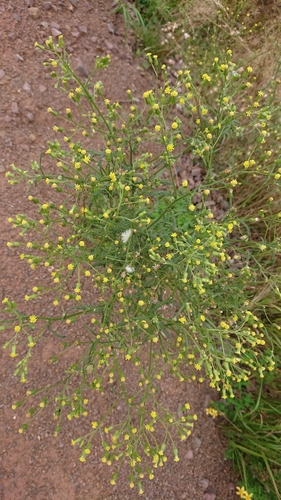 Heath Groundsel