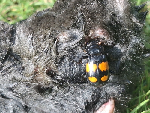 Lesser Vespillo Burying Beetle