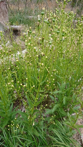 American burnweed