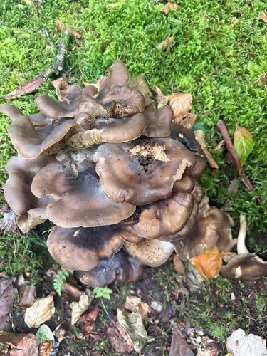 Fried Chicken Mushroom
