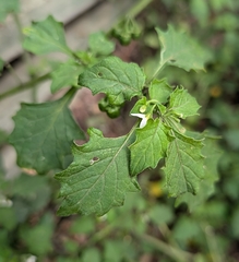 (c) Jessica Utrup, some rights reserved (CC BY) Solanum retroflexum, photograph (c) Jessica Utrup, some rights reserved (CC BY)