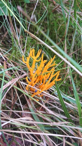 Jelly-antler