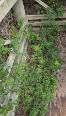 (c) Jessica Utrup, some rights reserved (CC BY) Solanum retroflexum, photograph (c) Jessica Utrup, some rights reserved (CC BY)