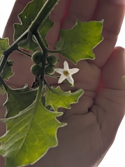 (c) Jessica Utrup, some rights reserved (CC BY) Solanum retroflexum, photograph (c) Jessica Utrup, some rights reserved (CC BY)