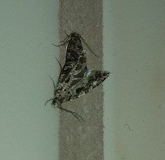 Nemapogon granella