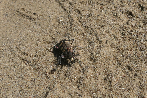 Northern Dune Tiger Beetle