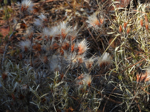 Staehelina dubia, photograph 2