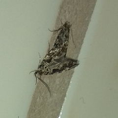 Nemapogon granella