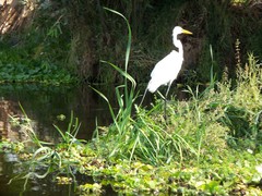 Ardea alba