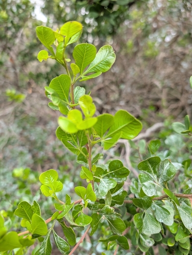 Searsia glauca, photograph 6