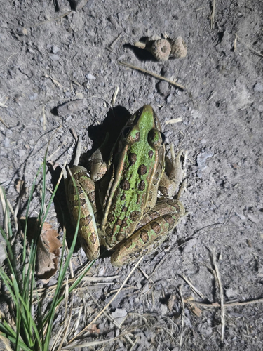 Southern Leopard Frog