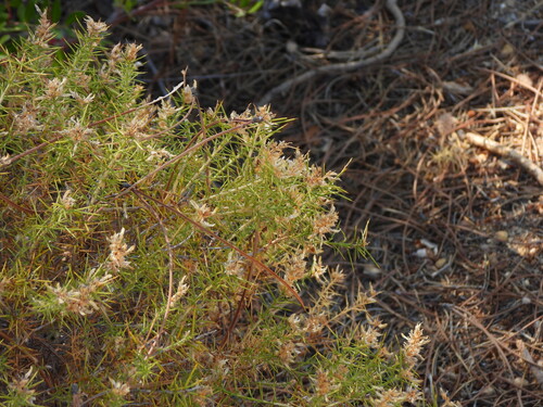 Genista hirsuta