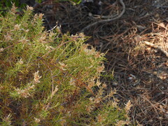 Genista hirsuta
