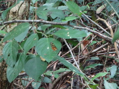 Mechanitis polymnia lycidice