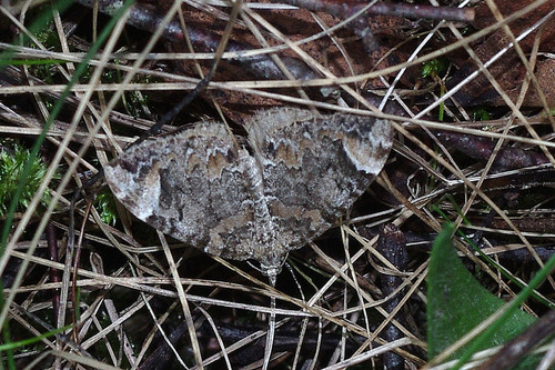 Dark Marbled Carpet