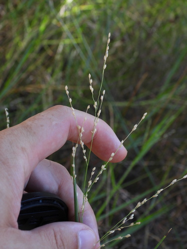 Panicum repens, photograph 1