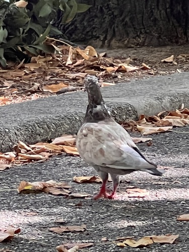 Feral Pigeon