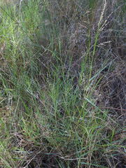 Panicum repens, photograph (c) Duarte Frade, some rights reserved (CC BY)