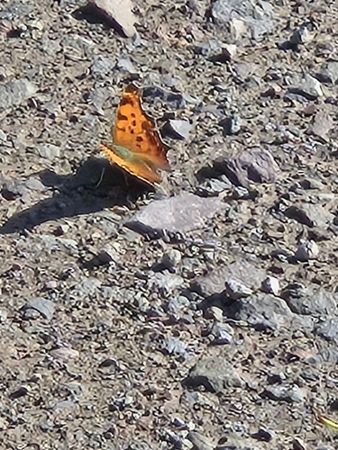 Eastern Comma