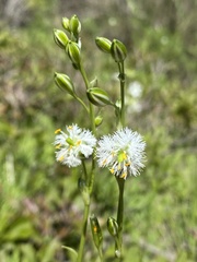 Trichopetalum plumosum, photograph (c) Gabriela Cartes, some rights reserved (CC BY)