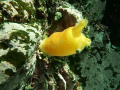 Halocynthia aurantium