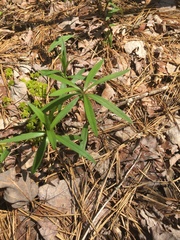 Lilium philadelphicum