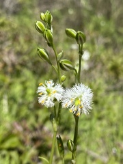 Trichopetalum plumosum, photograph (c) Gabriela Cartes, some rights reserved (CC BY)