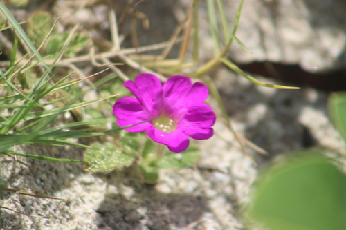 Okenia hypogaea
